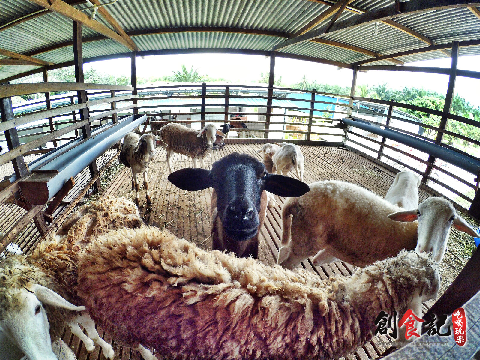 Sinar Eco Resort Pekan Nanas Johor Malaysia Travel Adventure Tourist Attraction