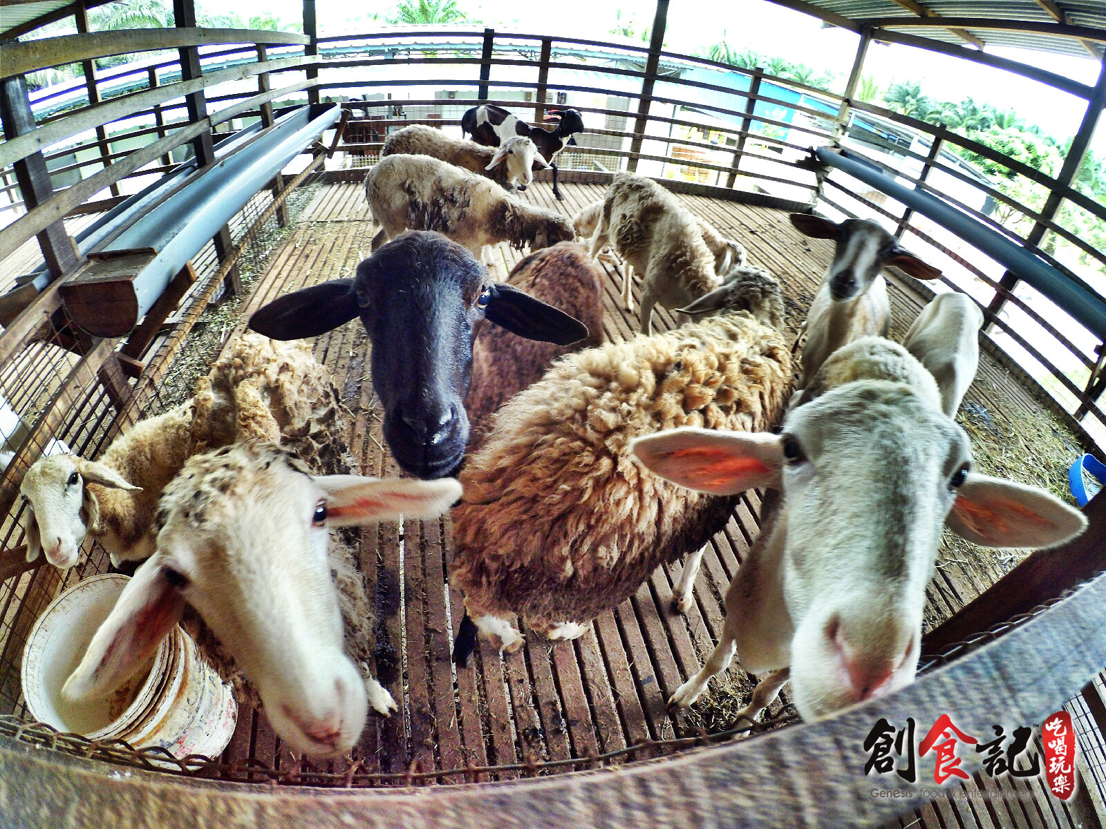 Sinar Eco Resort Pekan Nanas Johor Malaysia Travel Adventure Tourist Attraction