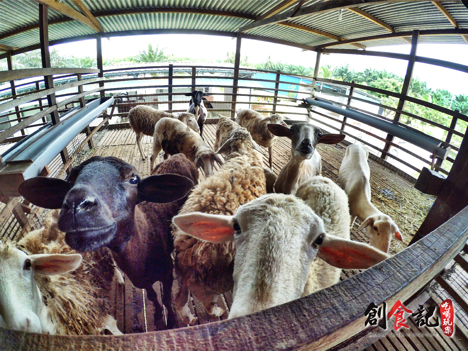 Sinar Eco Resort Pekan Nanas Johor Malaysia Travel Adventure Tourist Attraction