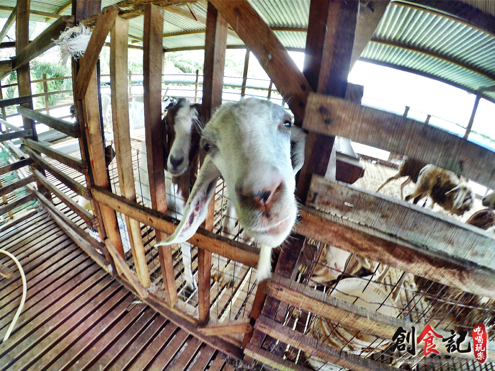 Sinar Eco Resort Pekan Nanas Johor Malaysia Travel Adventure Tourist Attraction