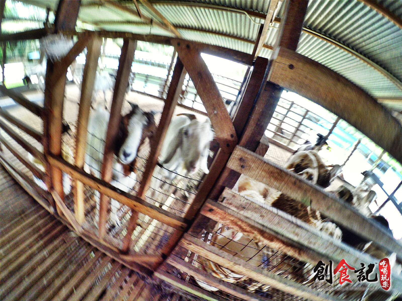 Sinar Eco Resort Pekan Nanas Johor Malaysia Travel Adventure Tourist Attraction