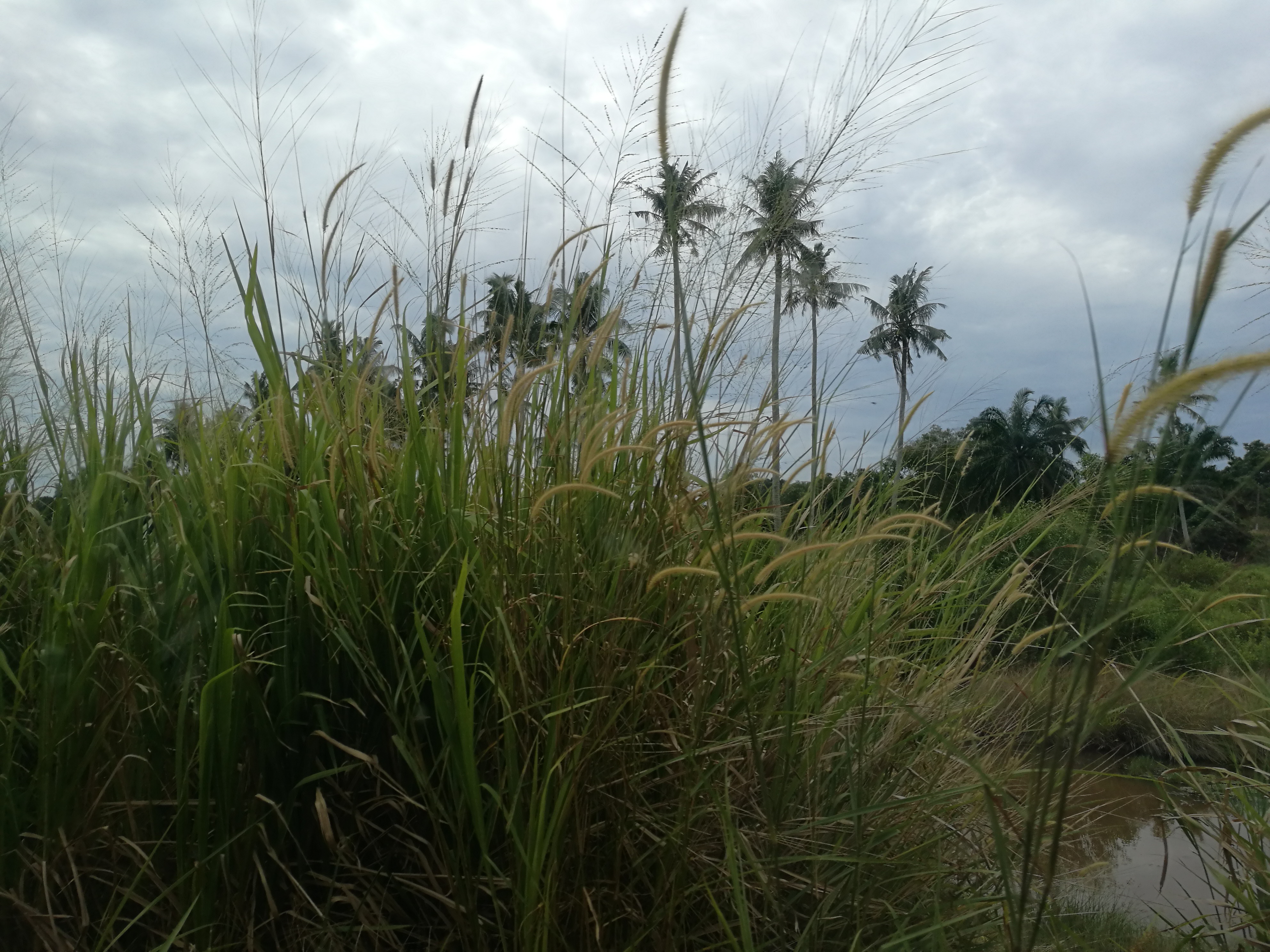 Malaysia Johor Batu Pahat Travel of Raymond Ong | Effye Ang | Pinky Ning | Estella Oon - A Trip Around Batu Pahat!