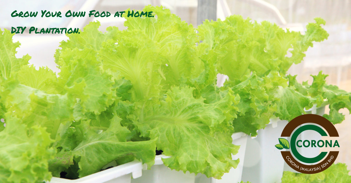 Corona (Malaysia )Sdn Bhd