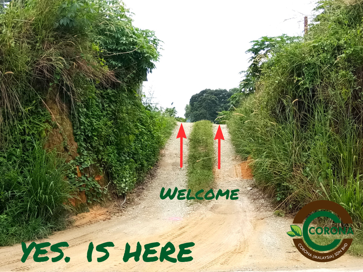 Corona Malaysia Sdn Bhd Grow Your Own Food at Home DIY plantation Organic Vegetables Batu Pahat Johor Malaysia Vertical Growing Stand Alvin Tay Adrian Teh A03