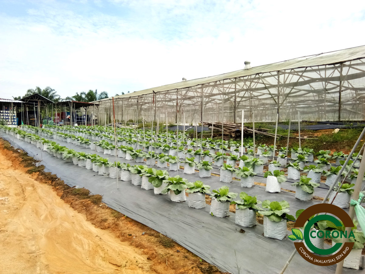 Corona Malaysia Sdn Bhd Grow Your Own Food at Home DIY plantation Organic Vegetables Batu Pahat Johor Malaysia Vertical Growing Stand Alvin Tay Adrian Teh A04