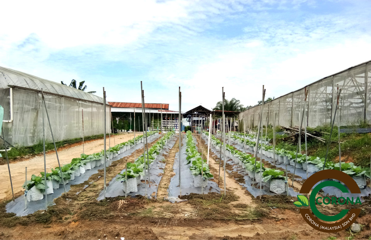 Corona Malaysia Sdn Bhd Grow Your Own Food at Home DIY plantation Organic Vegetables Batu Pahat Johor Malaysia Vertical Growing Stand Alvin Tay Adrian Teh A05