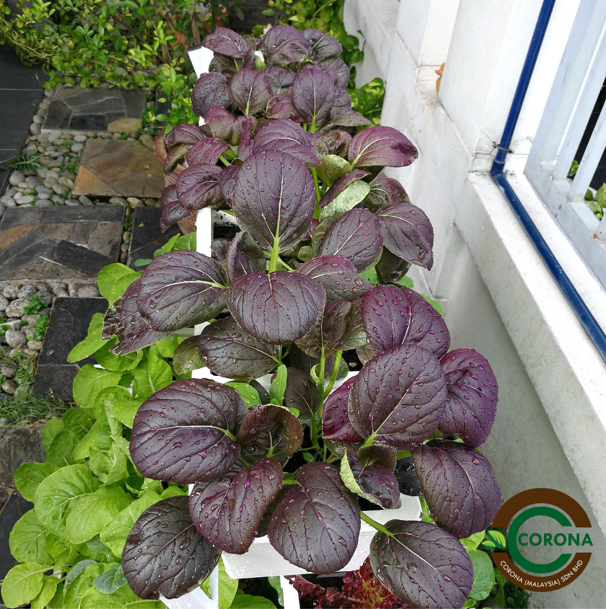Corona Malaysia Sdn Bhd Grow Your Own Food at Home DIY plantation Organic Vegetables Batu Pahat Johor Malaysia Vertical Growing Stand Alvin Tay Adrian Teh A09