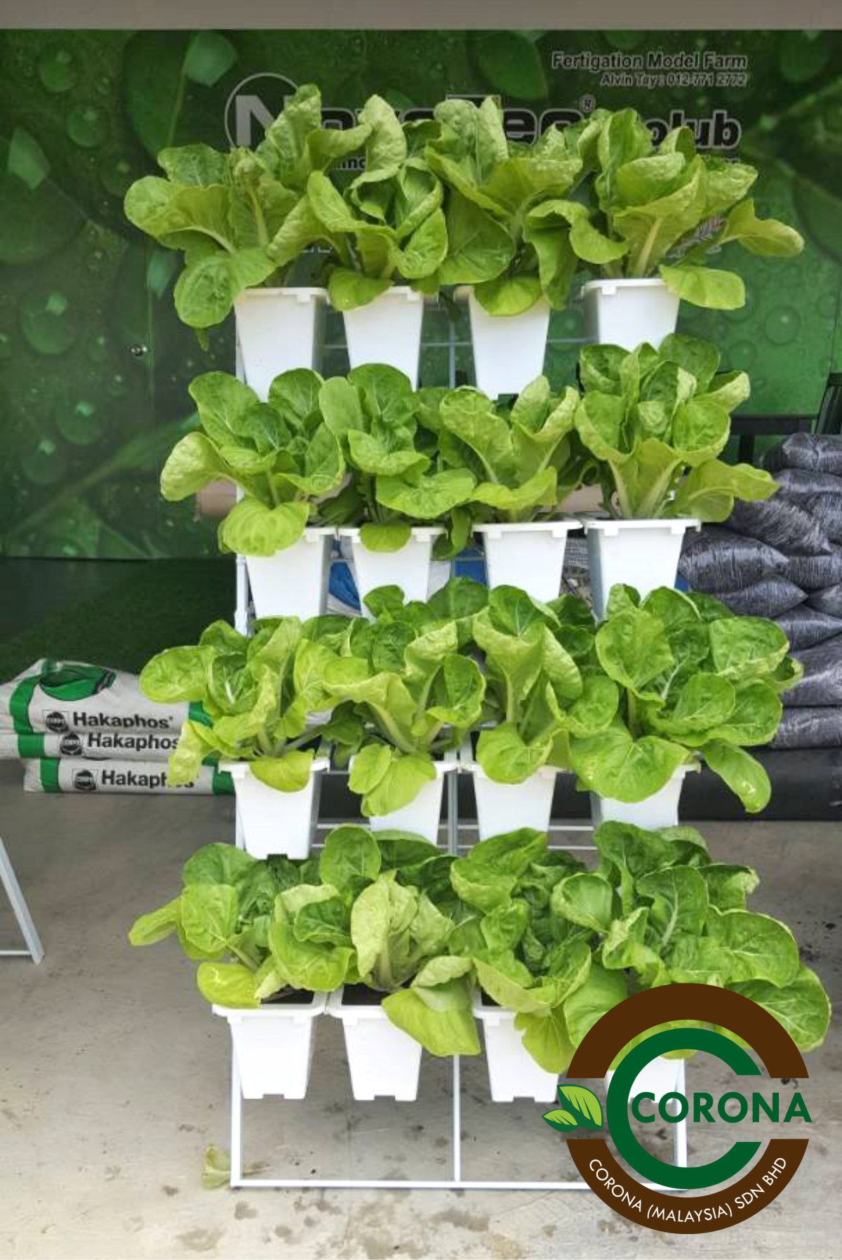 Corona Malaysia Sdn Bhd Grow Your Own Food at Home DIY plantation Organic Vegetables Batu Pahat Johor Malaysia Vertical Growing Stand Alvin Tay Adrian Teh A13