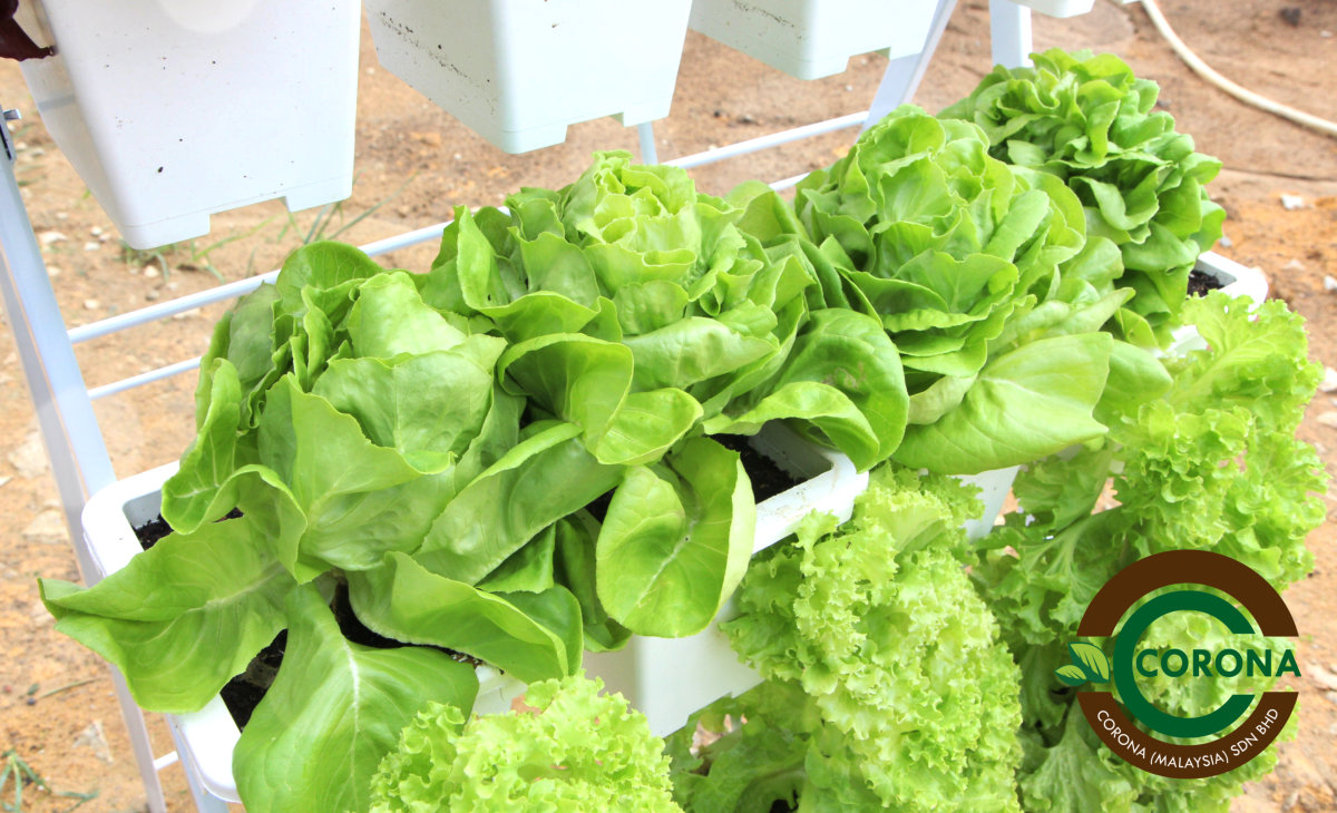 Corona Malaysia Sdn Bhd Grow Your Own Food at Home DIY plantation Organic Vegetables Batu Pahat Johor Malaysia Vertical Growing Stand Alvin Tay Adrian Teh A15