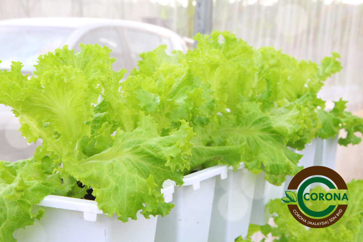 Corona Malaysia Sdn Bhd Grow Your Own Food at Home DIY plantation Organic Vegetables Batu Pahat Johor Malaysia Vertical Growing Stand Alvin Tay Adrian Teh A16