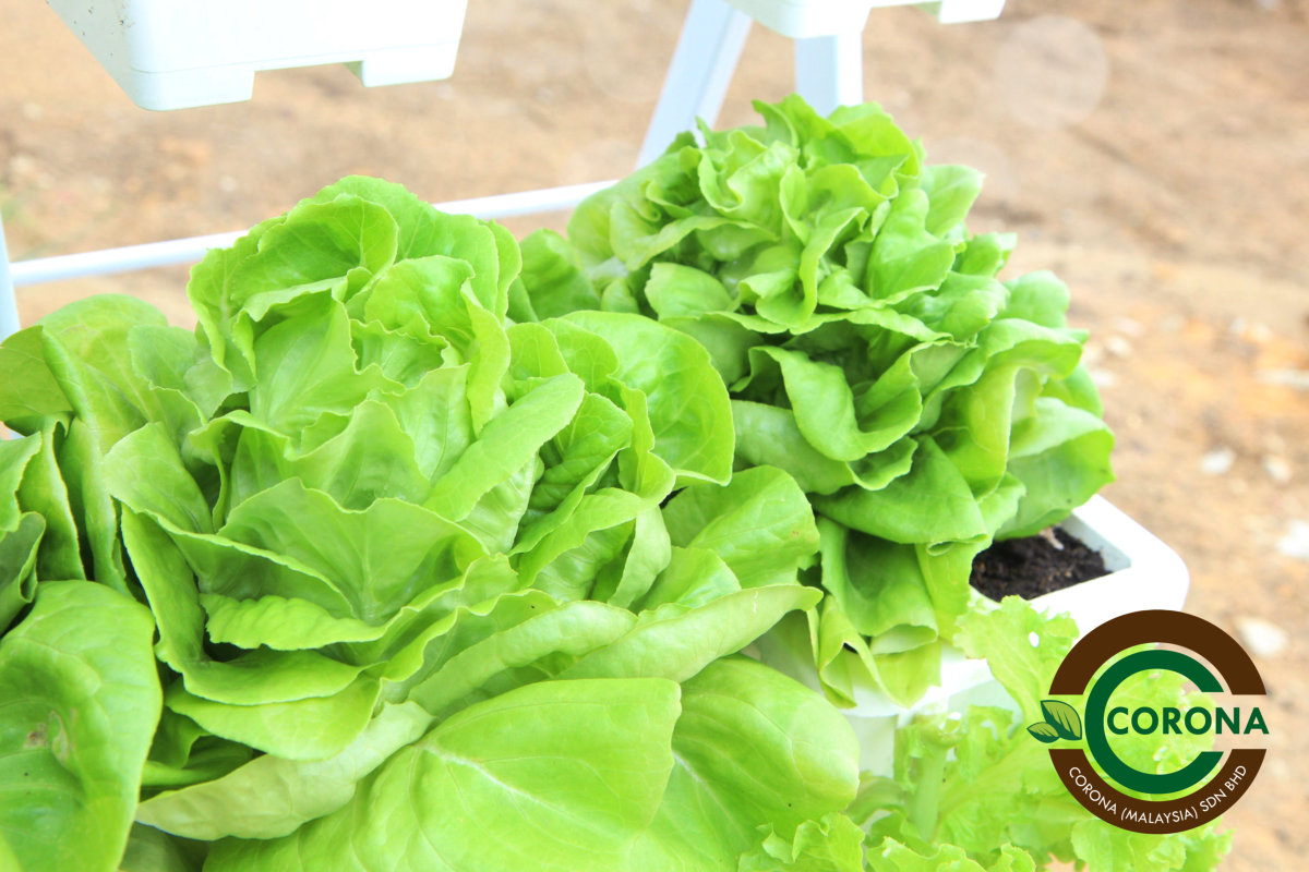 Corona Malaysia Sdn Bhd Grow Your Own Food at Home DIY plantation Organic Vegetables Batu Pahat Johor Malaysia Vertical Growing Stand Alvin Tay Adrian Teh A17
