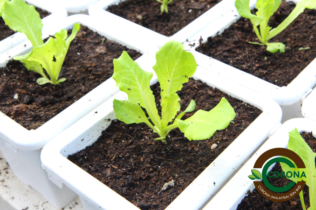 Corona Malaysia Sdn Bhd Grow Your Own Food at Home DIY plantation Organic Vegetables Batu Pahat Johor Malaysia Vertical Growing Stand Alvin Tay Adrian Teh A19