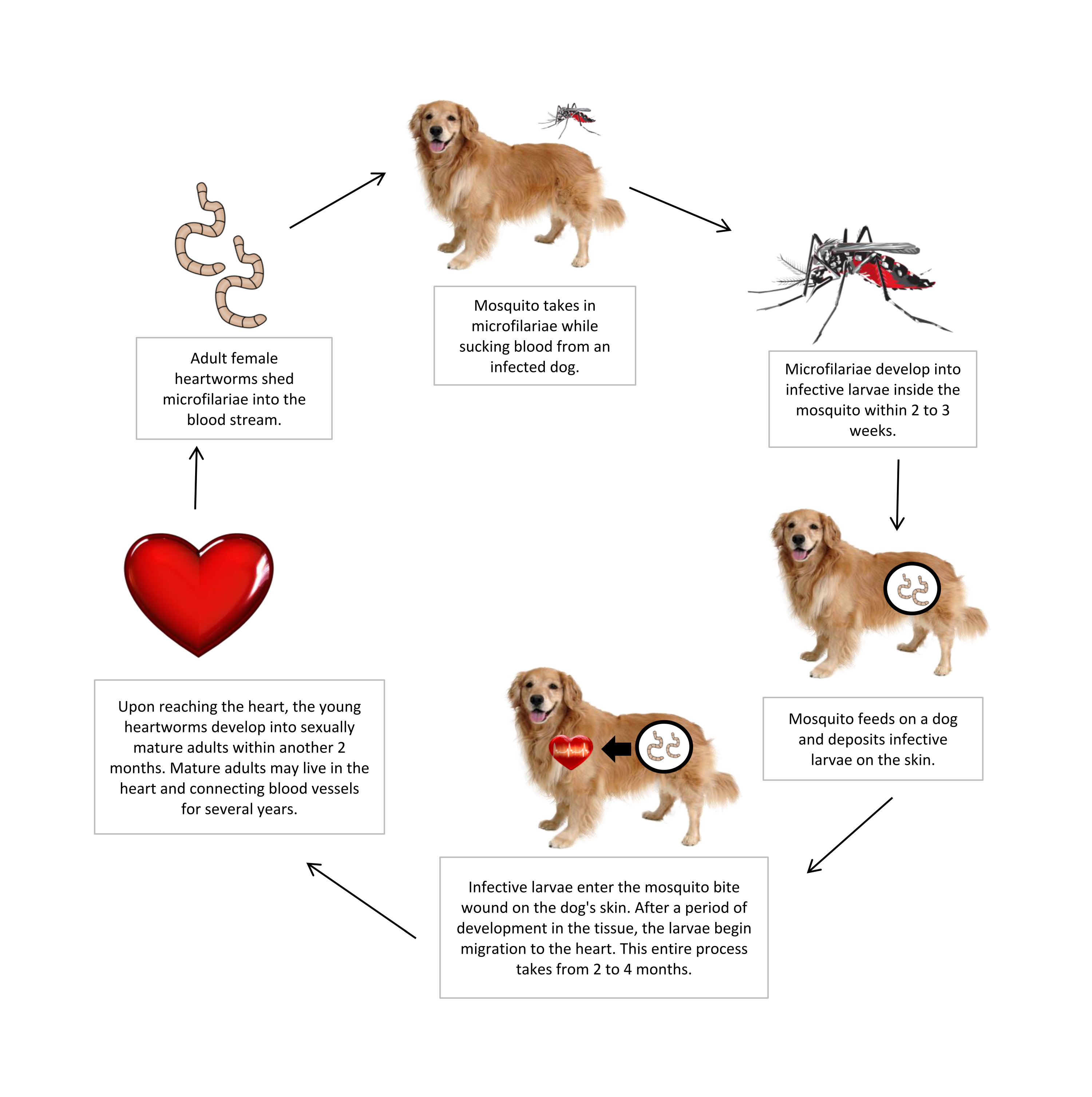 MNE International Marketing Sdn Bhd MN Ultron Voltron Insecto Protect your Pets from Mosquito Aedes A01