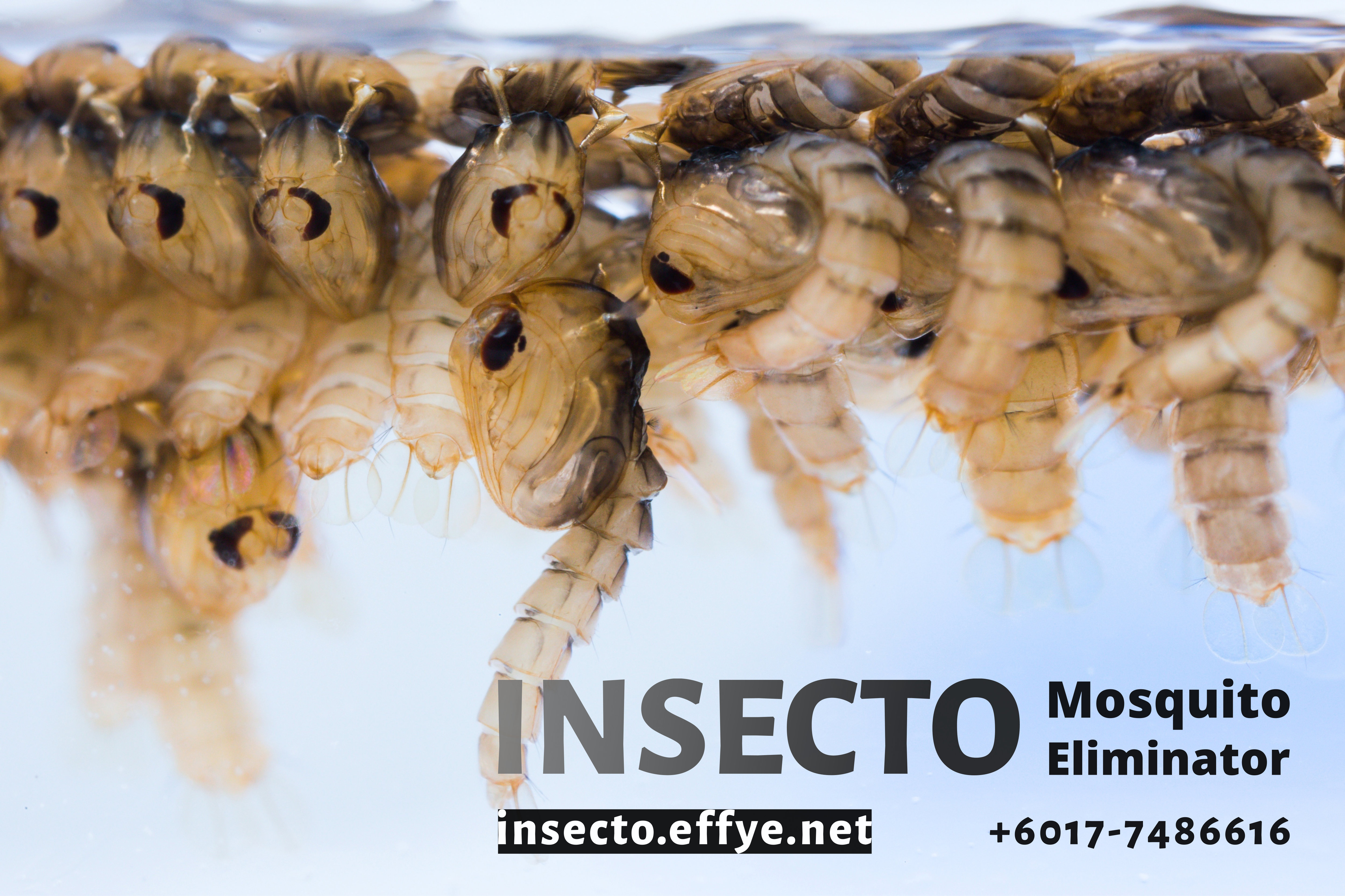 18955909 - close up mosquito pupae underwater