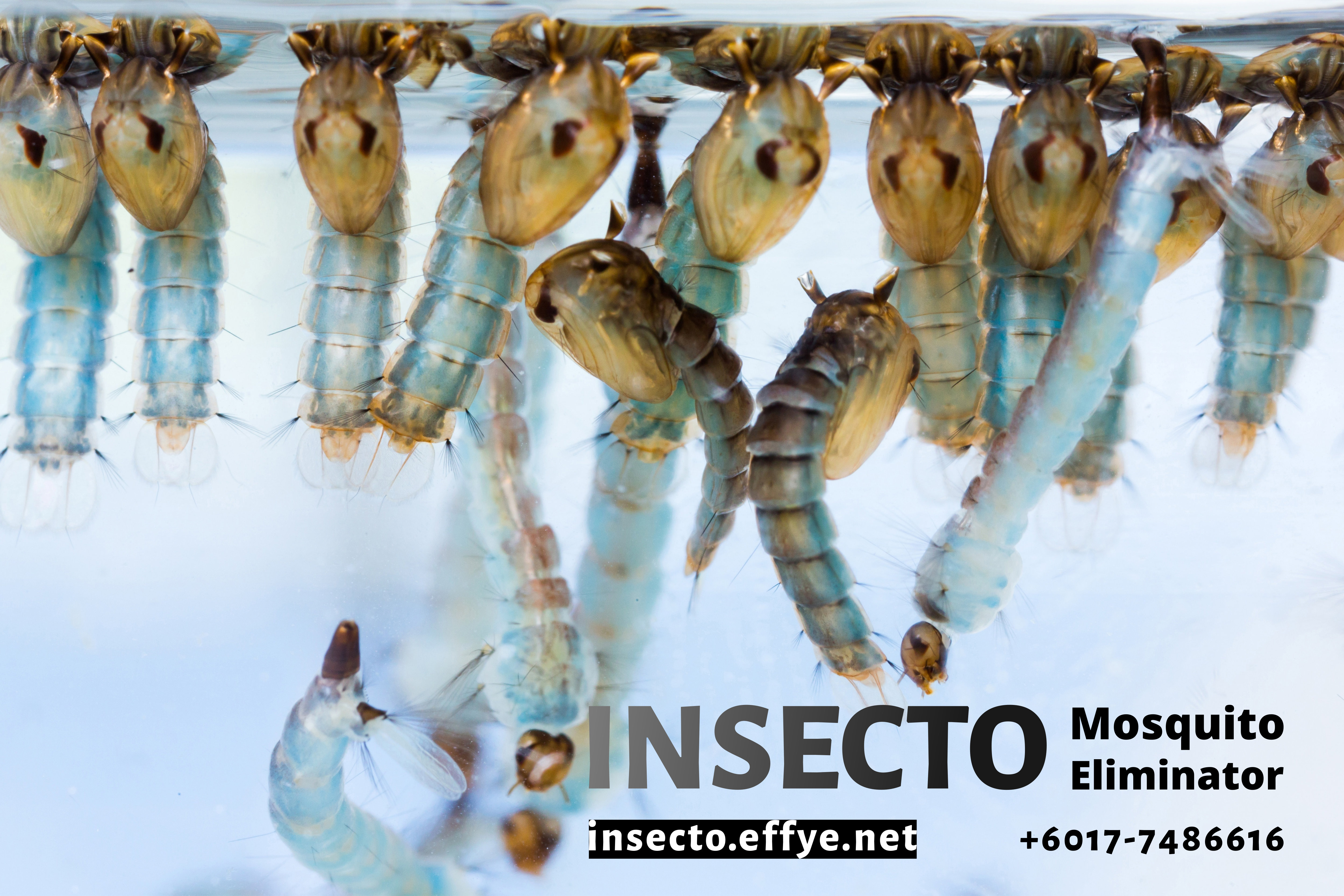 18955884 - close up mosquito pupae and larvae underwater