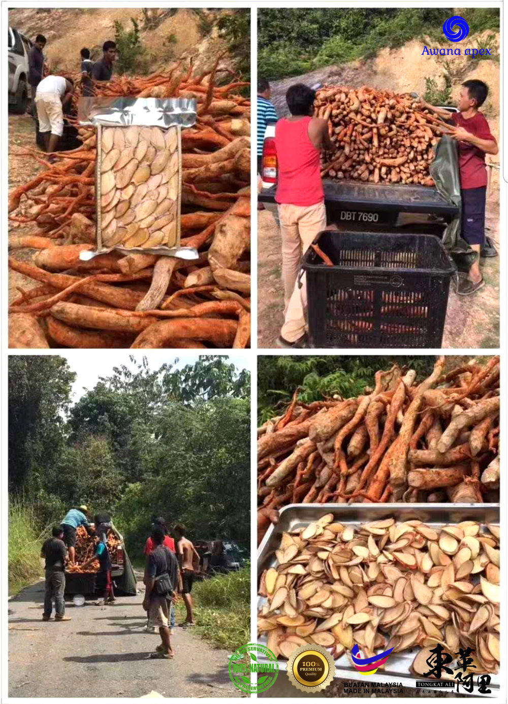 红色东革阿里 加强身体免疫力 增强细胞再生 软化血管 Tongkat Ali 纯天然有机绿色植物 Awana Apex Manufacturer A003-C07