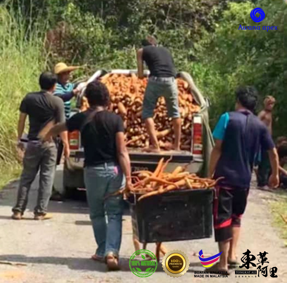 红色东革阿里 加强身体免疫力 增强细胞再生 软化血管 Tongkat Ali 纯天然有机绿色植物 Awana Apex Manufacturer A003-C08