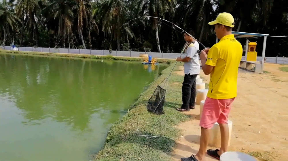 Kolam Memancing Simpang Sikon - Kolam Memancing Ikan Parit Raja Batu Pahat Johor Malaysia B11