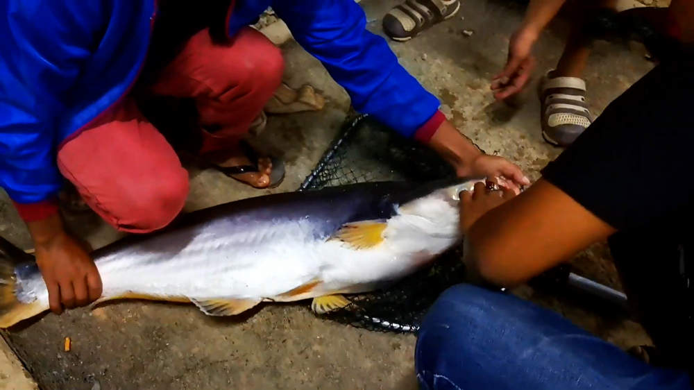 Kolam Memancing Simpang Sikon - Kolam Memancing Ikan Parit Raja Batu Pahat Johor Malaysia B21